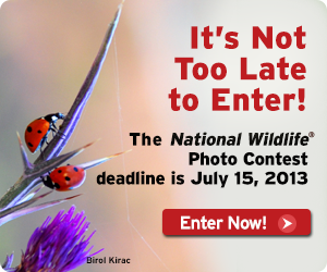 Last chance to enter the 2013 photo contest!